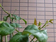 P1090710.JPG