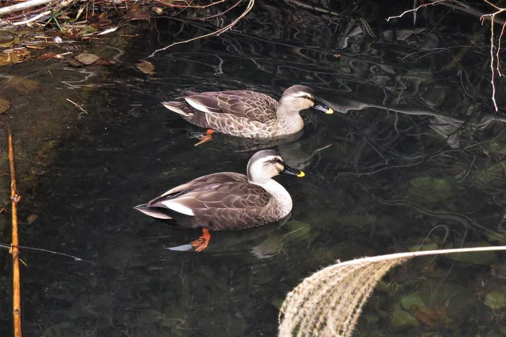 515