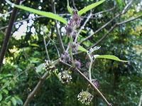 誕生花のわからないヒメコウゾ 姫楮 の花言葉 過去の思い出 食べられるつぶつぶのかわいい実 弥生おばさんのガーデニングノート 花と緑の365日 楽天ブログ