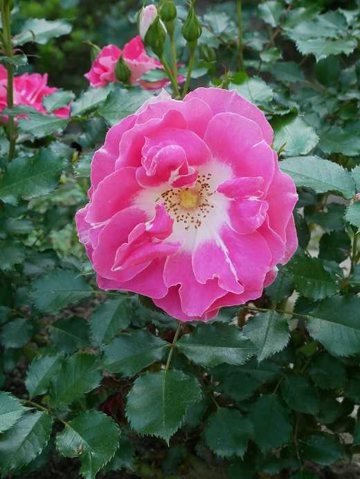 光と遊ぶイングリッシュローズたち♡ 凄い薔薇ドクトール・マサド 早く