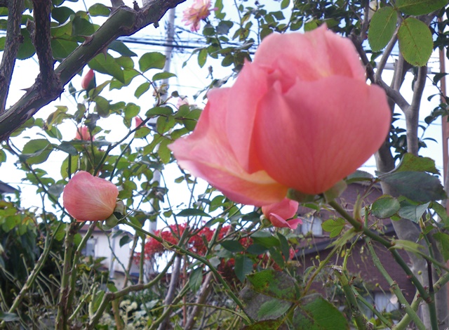 薔薇