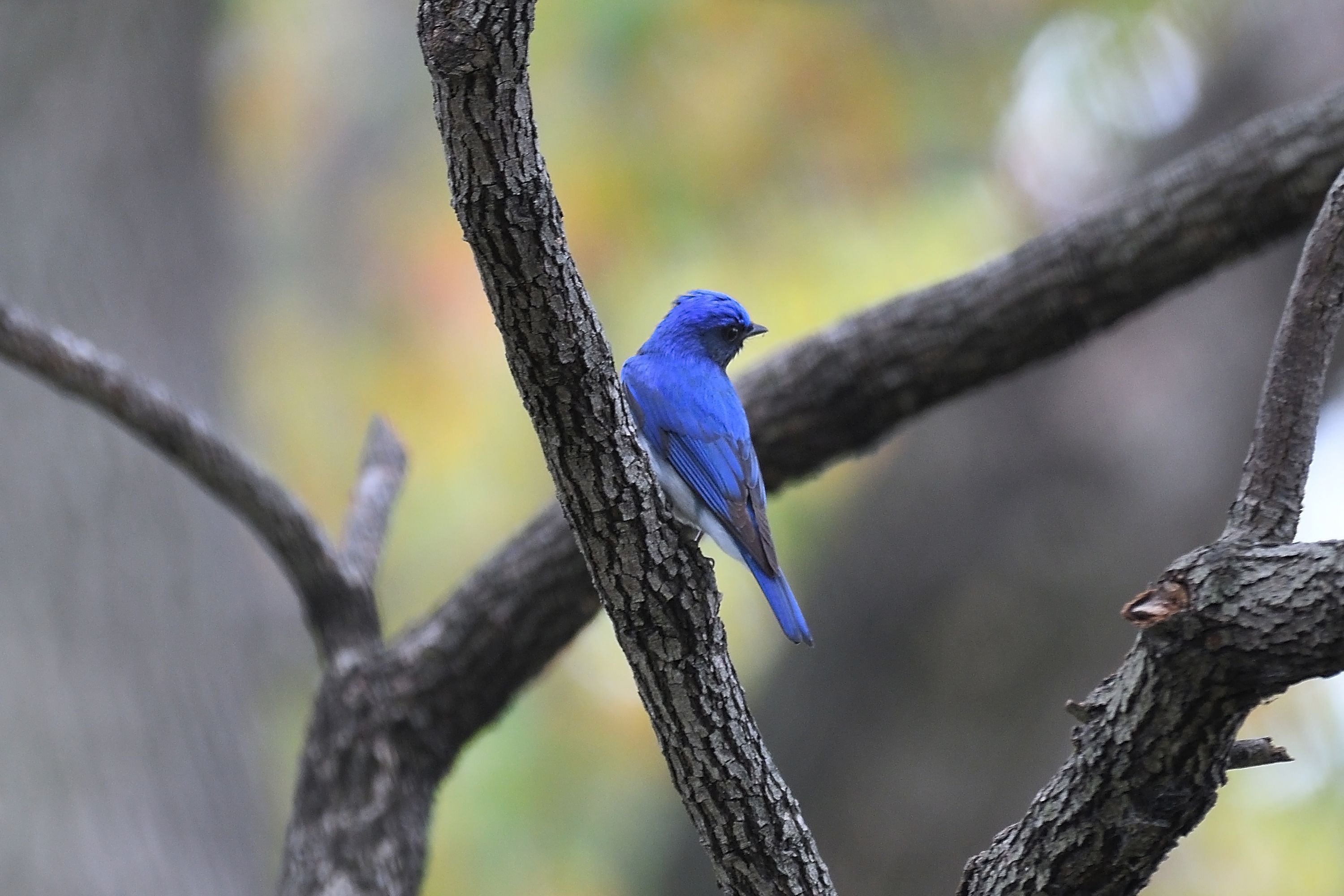 春の到来 夏鳥がやって来た 大阪城公園編 野鳥との日常生活を綴る 楽天ブログ