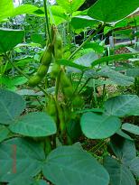edamame.jpg