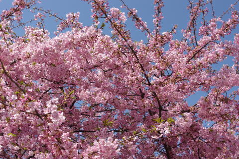 河津桜