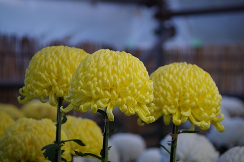 東京都観光菊花大会