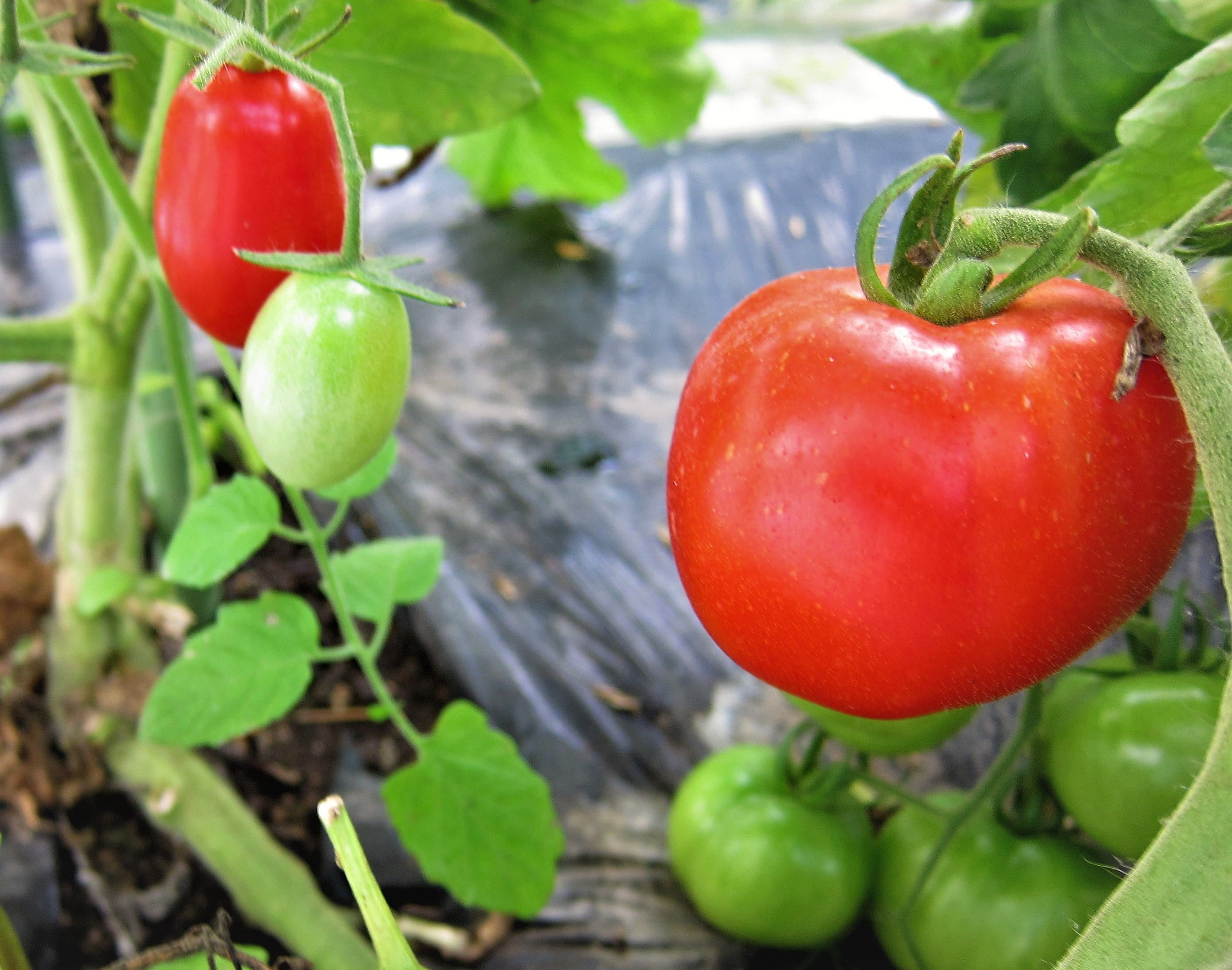 トマト桃太郎 初収穫 Hanadai's Ocean 楽天ブログ