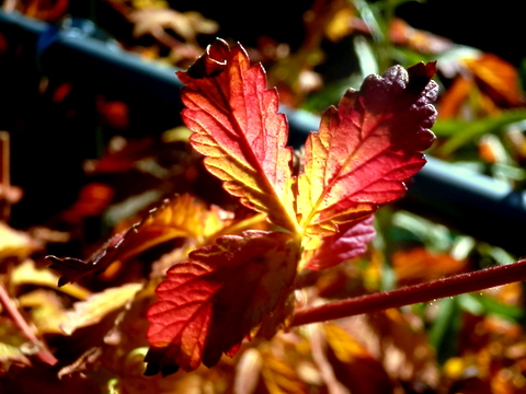 キンミズヒキの紅葉