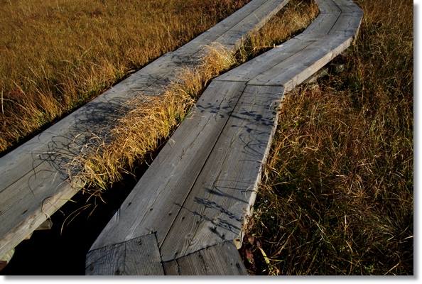 栂池自然園-51 木道にも草の影 15.10.2