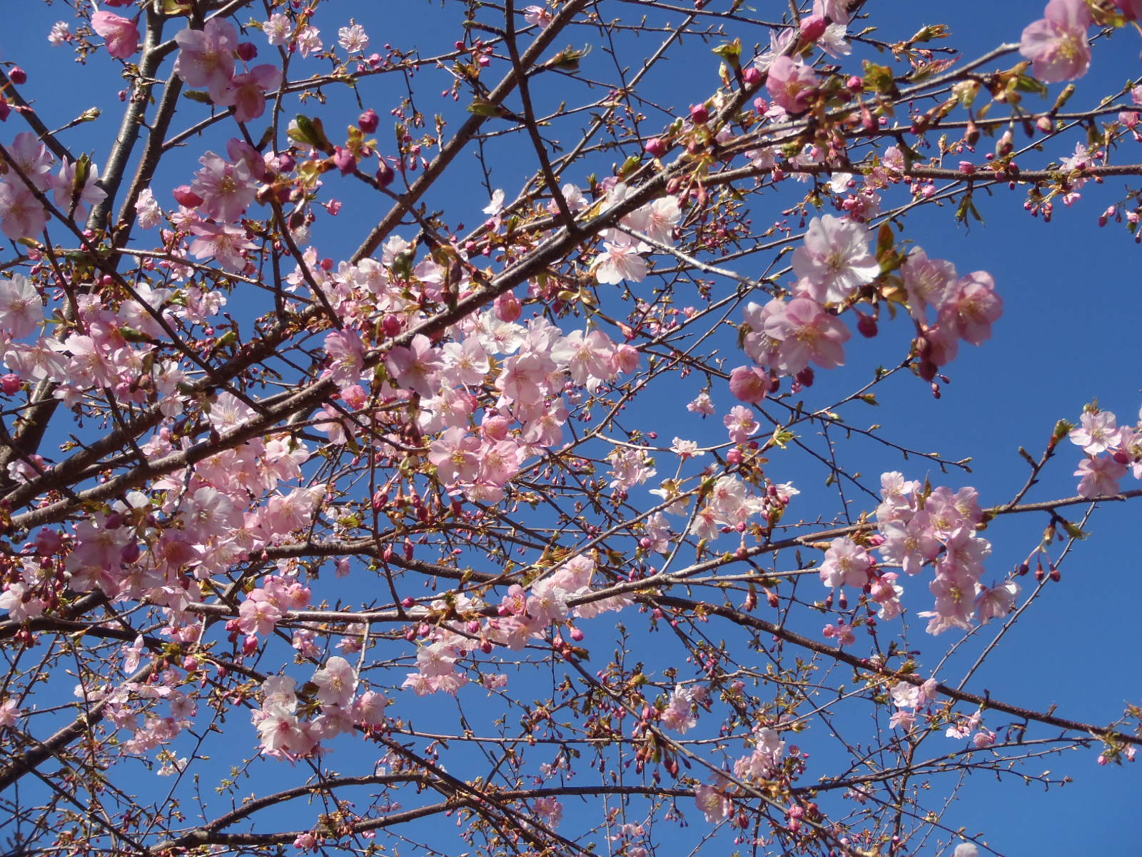 P2100011.JPG