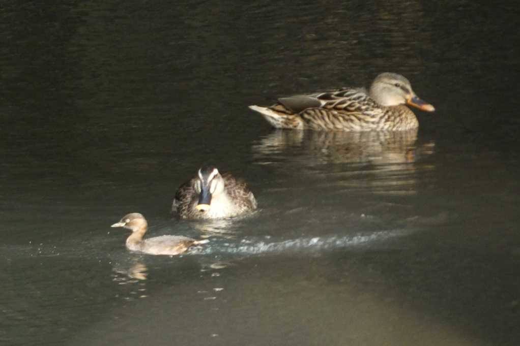 515