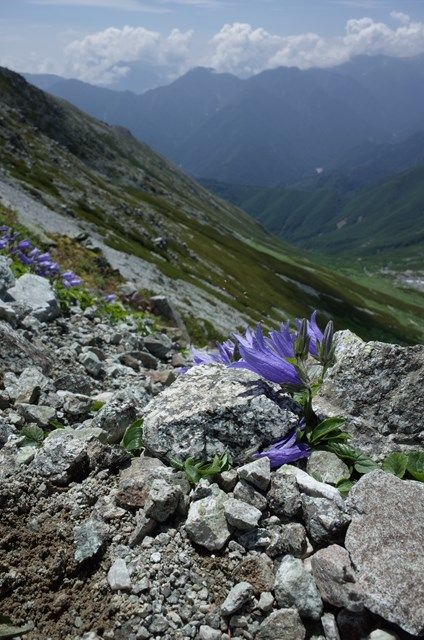 北アルプス・立山（雄山）は、花盛り！ | やまぶろぐ・登る呑む撮る滑る山ブロガー - 楽天ブログ