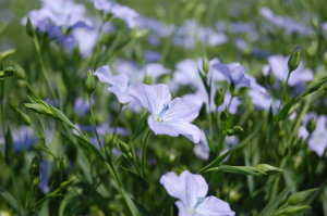 あまの花