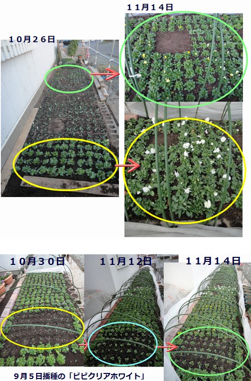 苗床のビオラ、パンジーの成長の様子