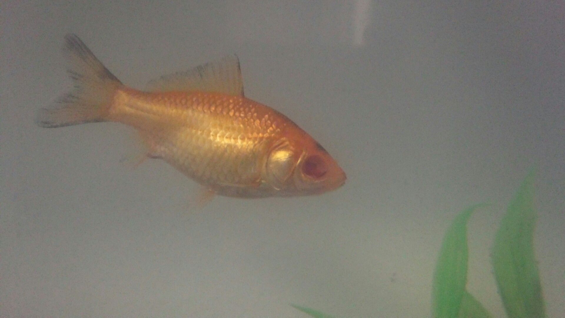 金魚の片目がない 水槽で生き物を飼うというブログ 楽天ブログ