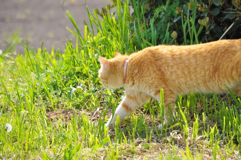 Ｈ・猫.jpg