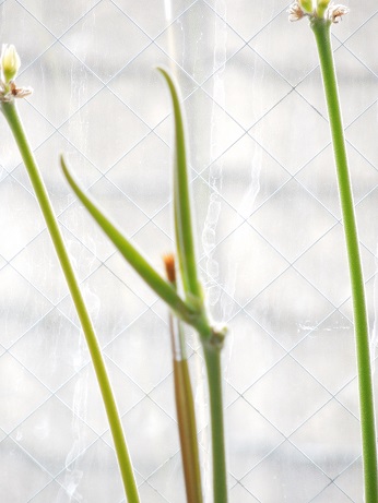 えびす大黒種5-3-1