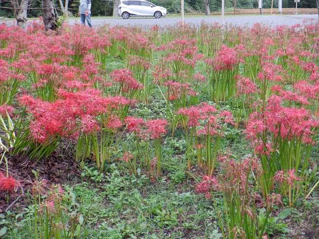 10 11 スパイク散歩 ２ 行方市 西蓮寺 の彼岸花 ばくんと愛犬スパイク 楽天ブログ