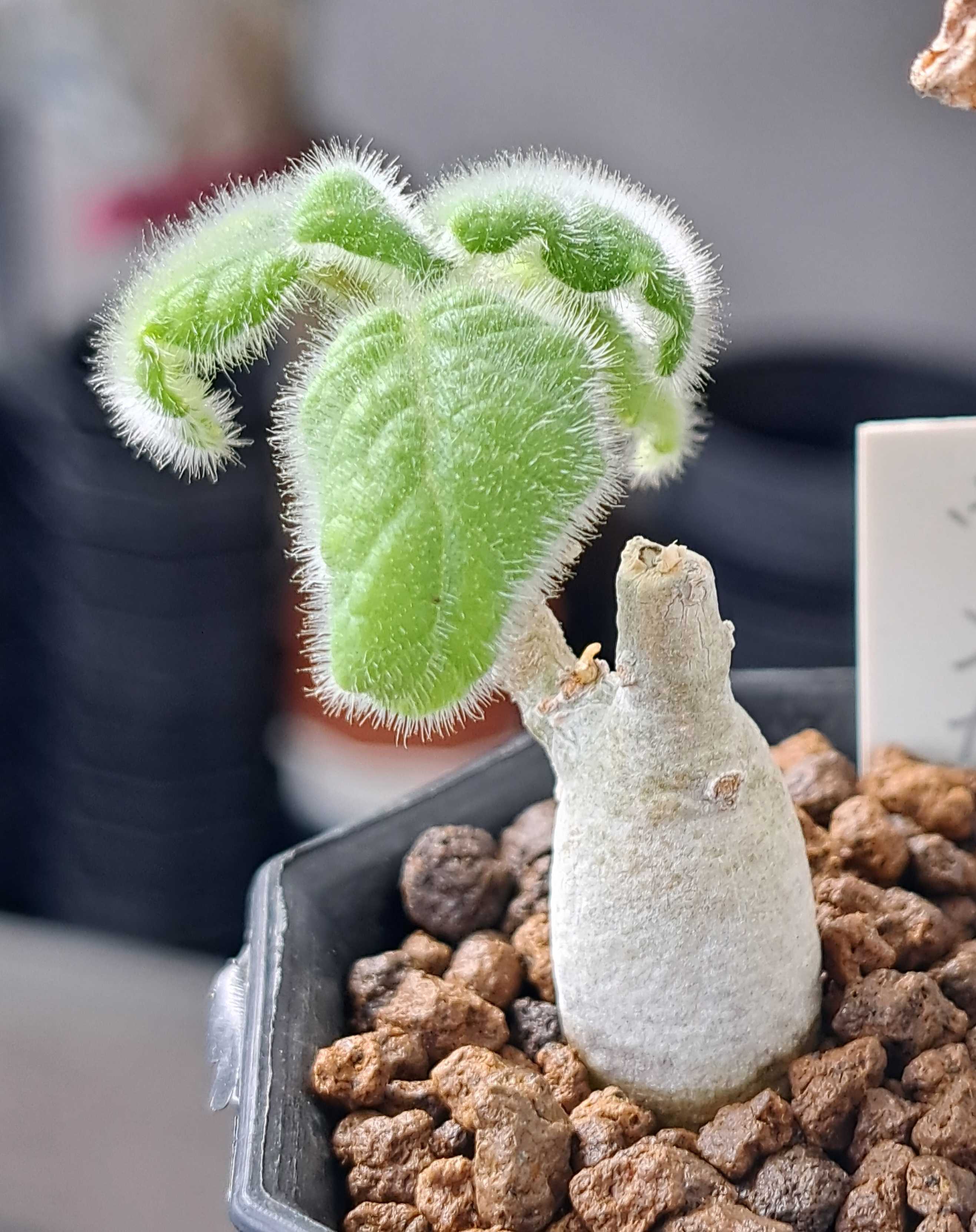 ウンカリーナは水を欲する | デルオの多肉日記 - 楽天ブログ