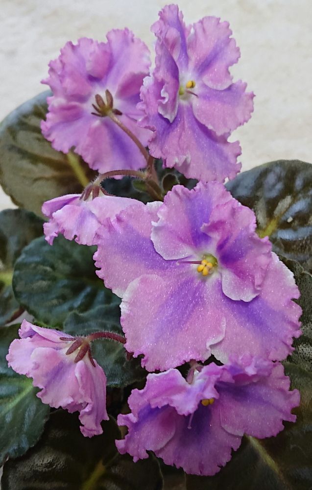 6 27 Adel セントポーリア 縞花 キメラ Chimera ウクライナ作品 天空の城ラピュタ Youtube動画 Nenttohのブログ セントポーリアの花のご紹介 Site Introduces Africanviolet Saintpaulia 楽天ブログ