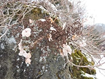 DSCN35421.jpg