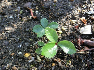 クリスマスローズ