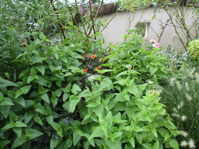 IMG_8277ss.jpg