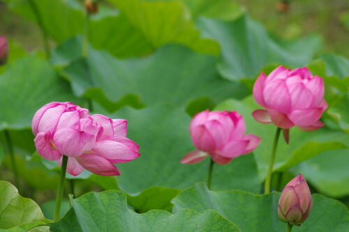 蓮の花