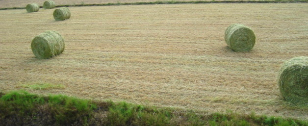 DSC05790.JPG