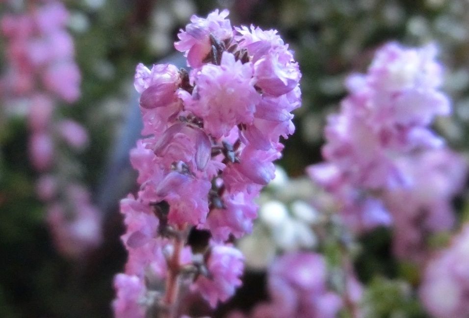 カルーナ２品種 だい のひとりごと 楽天ブログ