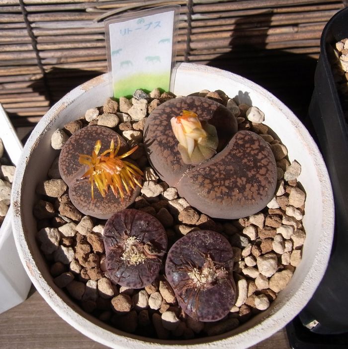 リトープスを植え替えた 多肉のベランダ園芸メモ 楽天ブログ リトープスを植え替えた 多肉のベランダ園芸メモ 楽天ブログ