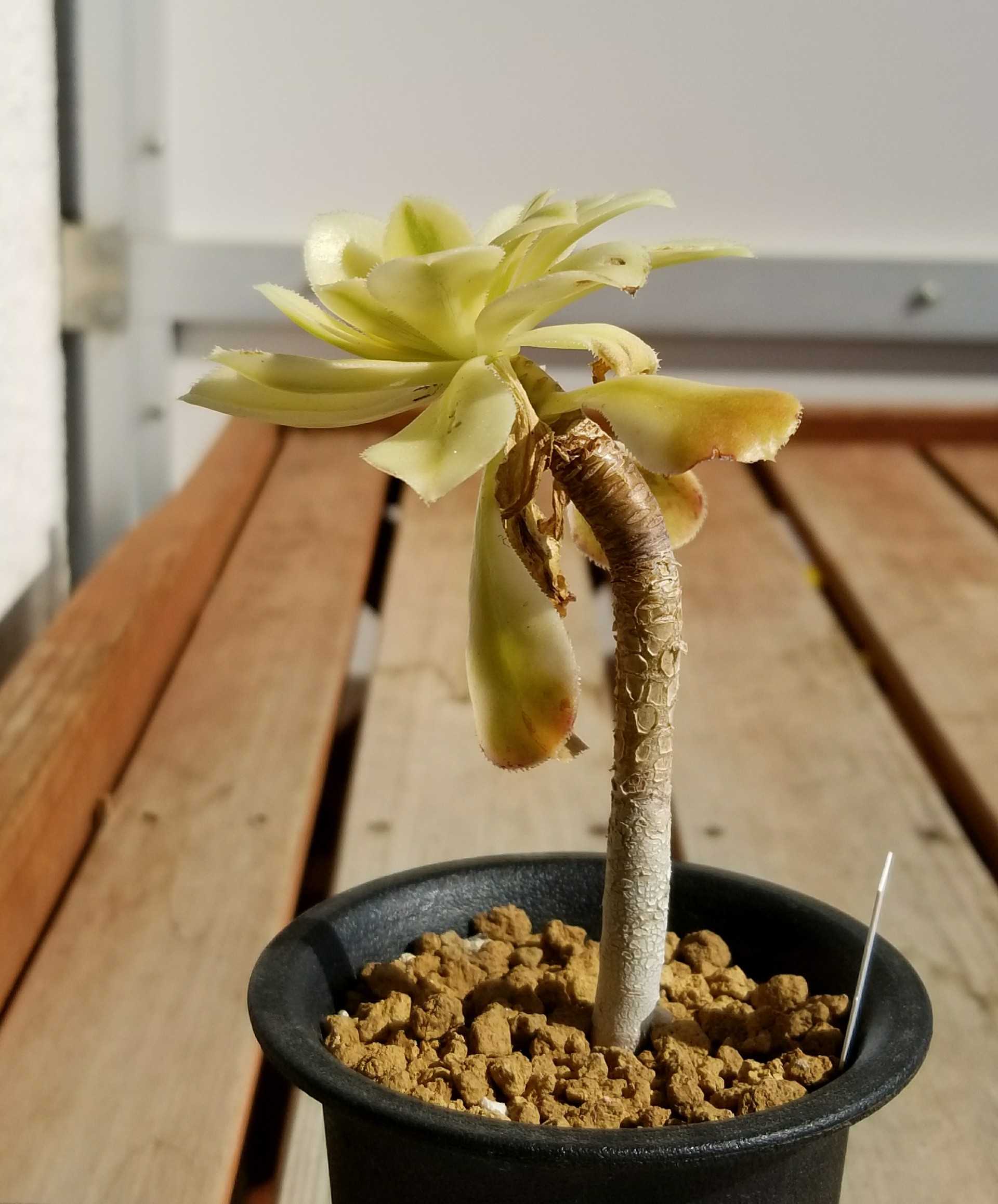 韓国苗)Aeonium 黒法師綴化 抜き苗 韓国苗)Aeonium 黒法師綴化 抜き苗