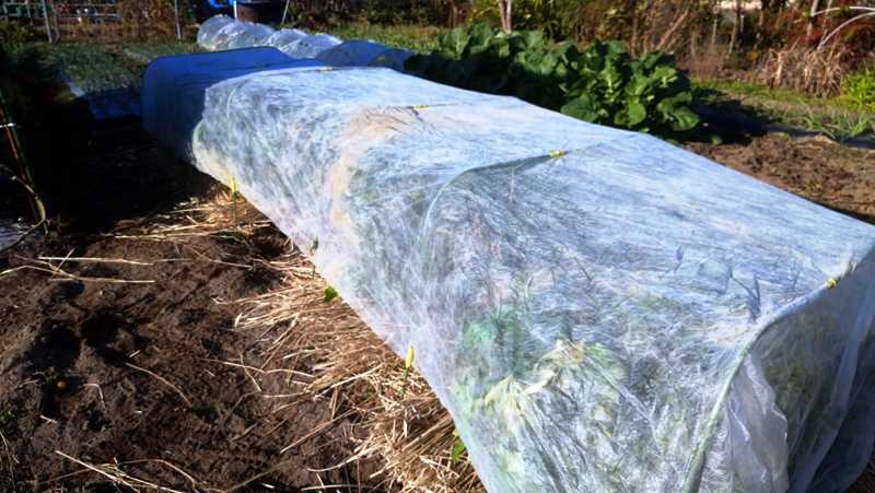 セロリの冬越し 稲わらで株元を覆って不織布を張った 青パパイヤと家庭菜園日記 楽天ブログ