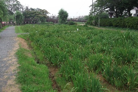 前川あやめ園.jpg