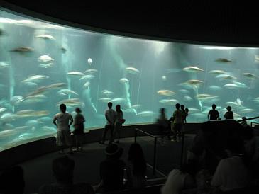 葛西水族園7