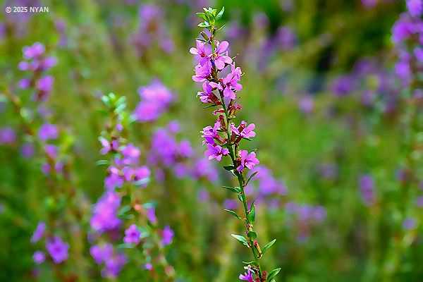 ミソハギ（禊萩、ミソハギ科）