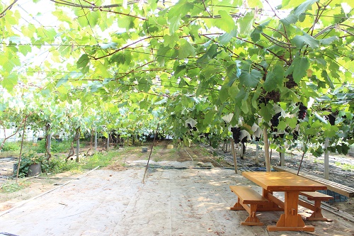 四季彩農園 (3).JPG