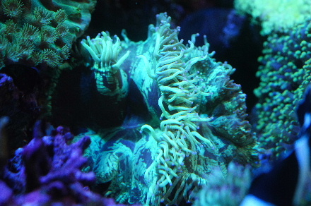 2012_1112ﾄﾗﾝﾍﾟｯﾄ0002.JPG