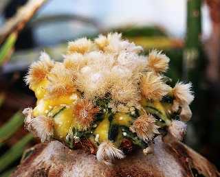 ミラクル兜と兜類の自家産苗ほか | ☆ガマンマの ニク・サボ栽培