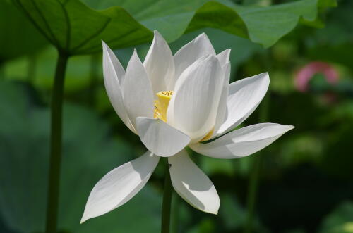 昭和記念公園のハスの花