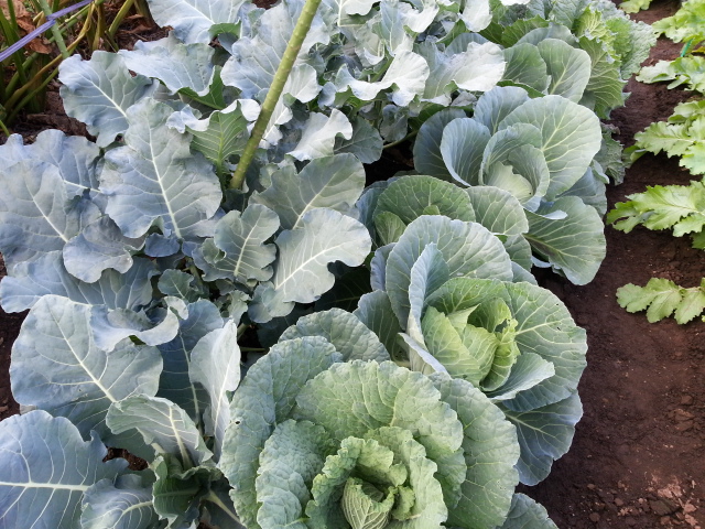 20151021キャベツ、ﾌﾞﾛｯｺﾘｰ、ｶﾘﾌﾗﾜｰ畑.jpg