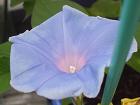 2013年の朝顔一番花　青紫色
