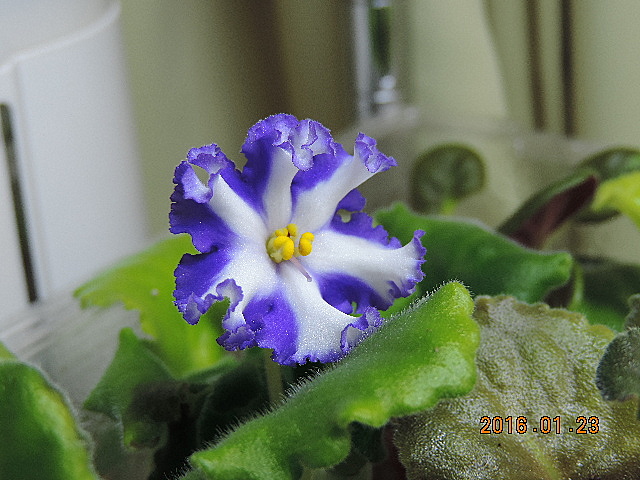 シマー フロスト