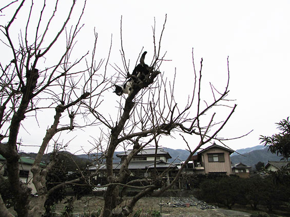 我が家のニャンコ♪2015/2/23-2