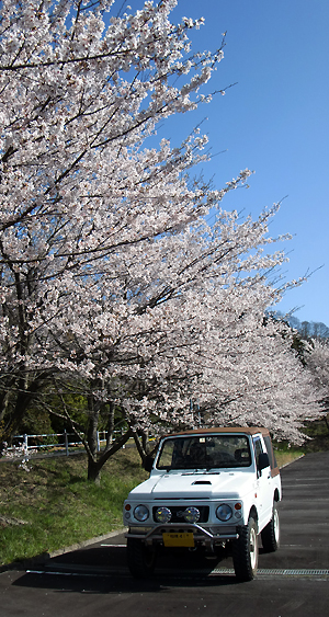 桜