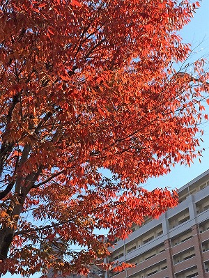 2014.11.2写真-(9).jpg