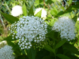 P1020794-1.jpg