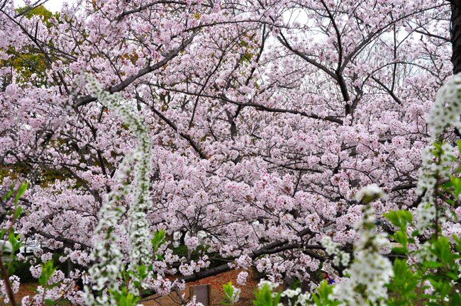 桜５
