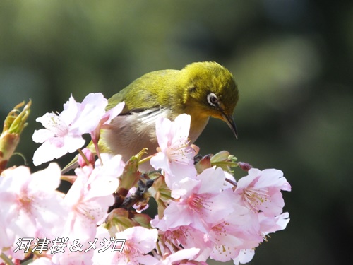 河津桜