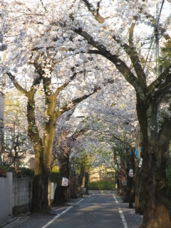 桜並木道.JPG