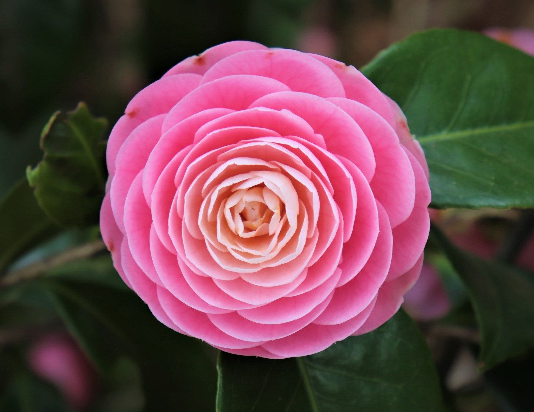 💫What is the will of the being (Creator) called Hoa, the root god of